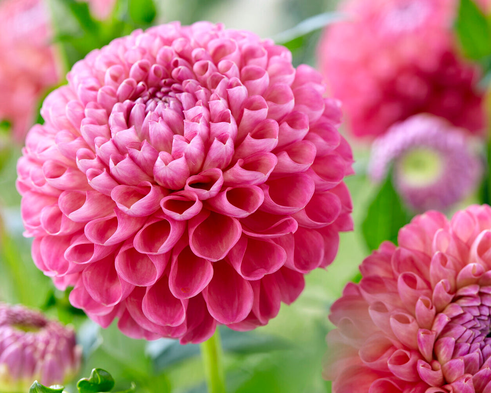 Dahlia 'Jowey Frambo'