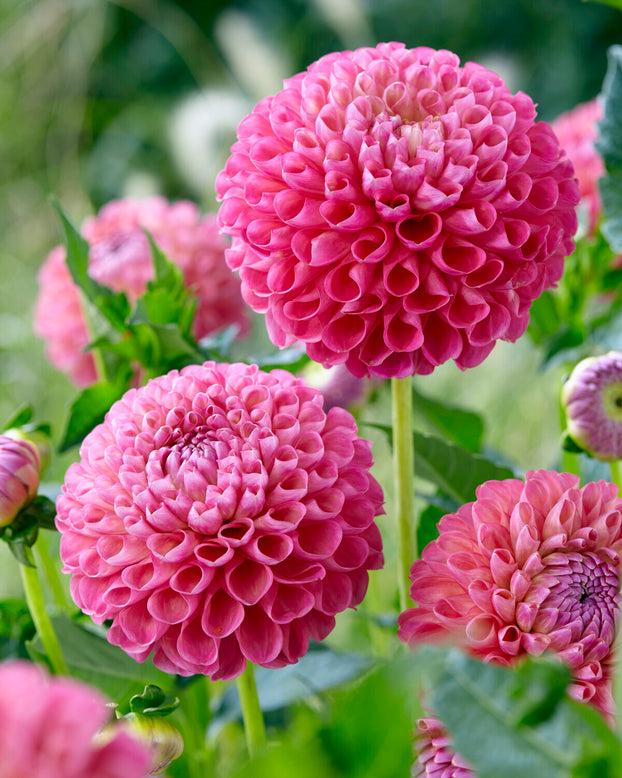 Dahlia 'Jowey Frambo'