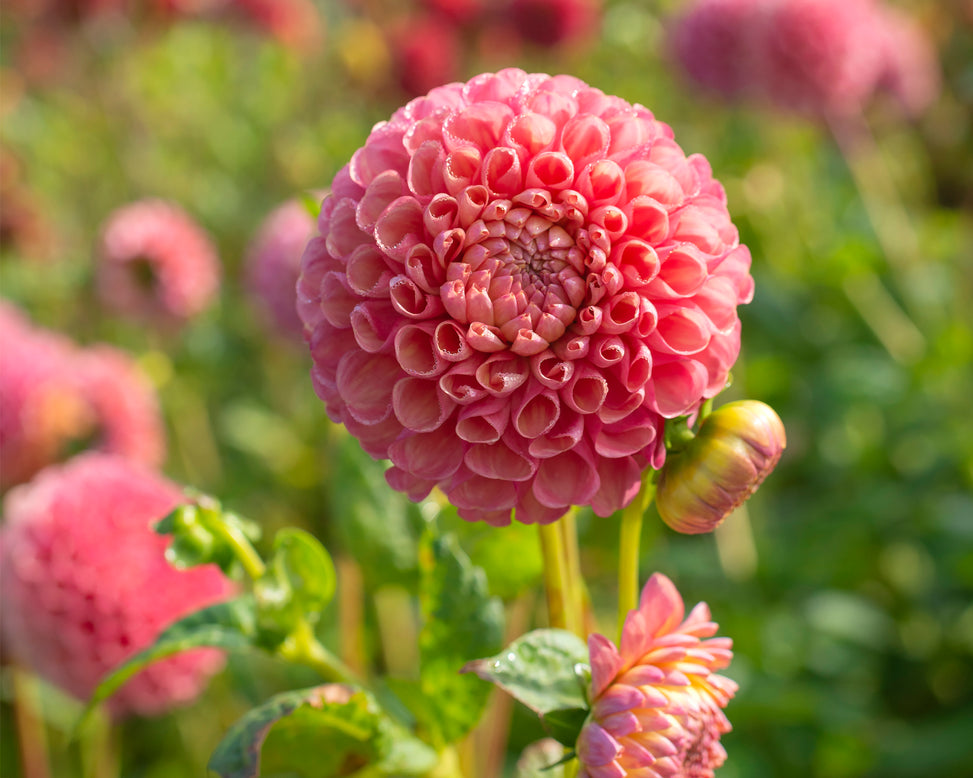 Dahlia 'Jowey Frambo'