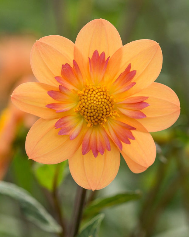 Dahlia 'Kelsey Annie Joy'