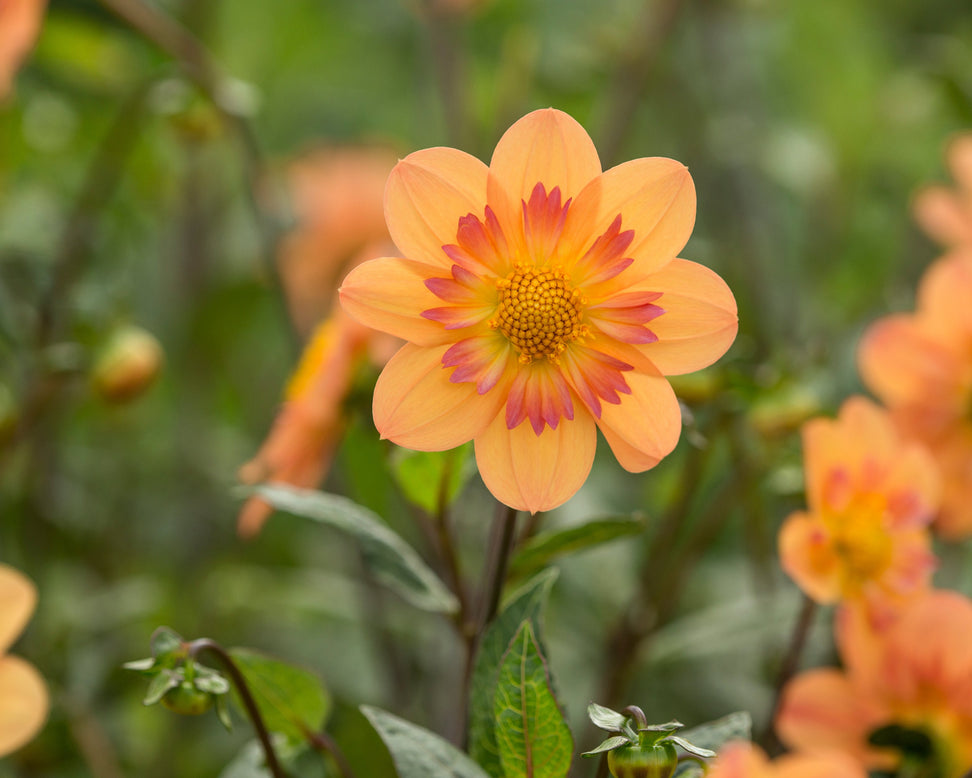 Dahlia 'Kelsey Annie Joy'