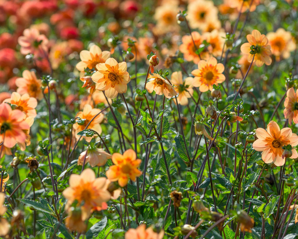 Dahlia 'Kelsey Annie Joy'