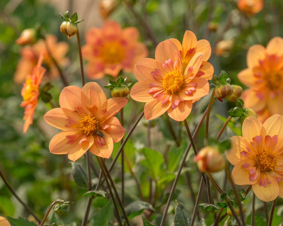 Dahlia 'Kelsey Annie Joy'