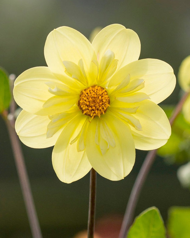 Dahlia 'Kelsey Sunshine'