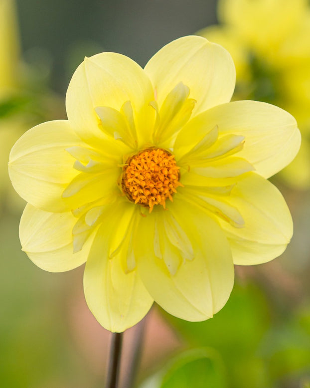 Dahlia 'Kelsey Sunshine'
