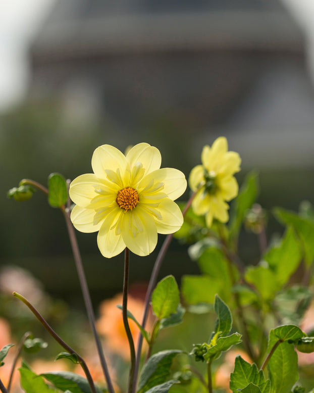 Dahlia 'Kelsey Sunshine'