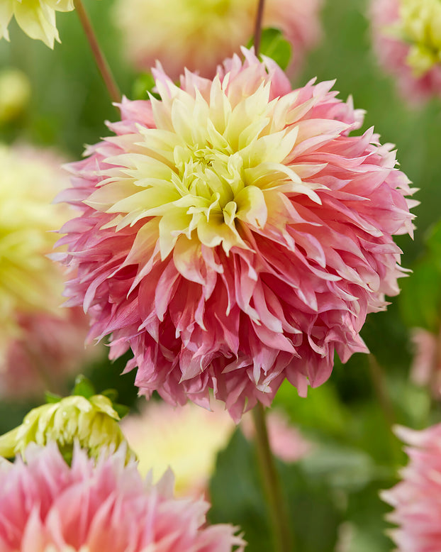 Dahlia 'Kogane Fubuki'