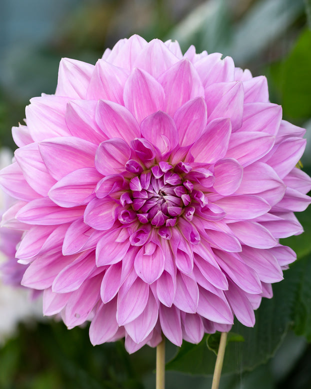 Dahlia 'Lavender Perfection'