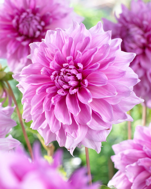 Dahlia 'Lavender Perfection'