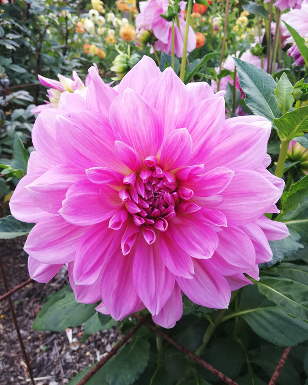 Dahlia 'Lavender Perfection'