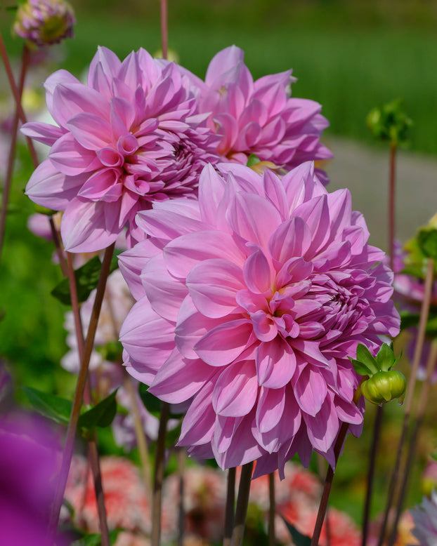 Dahlia 'Lavender Perfection'