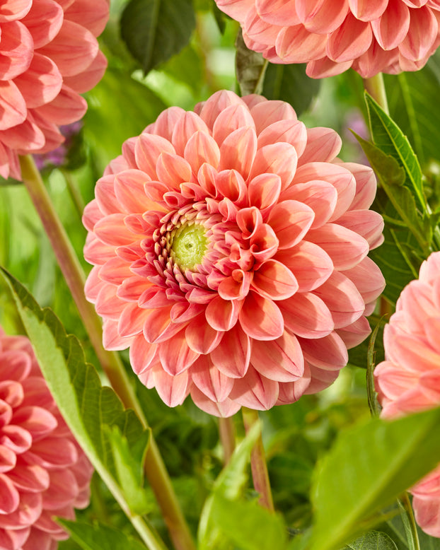 Dahlia 'Linda's Baby'