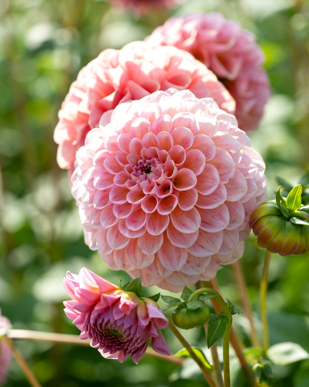 Dahlia 'Linda's Baby'