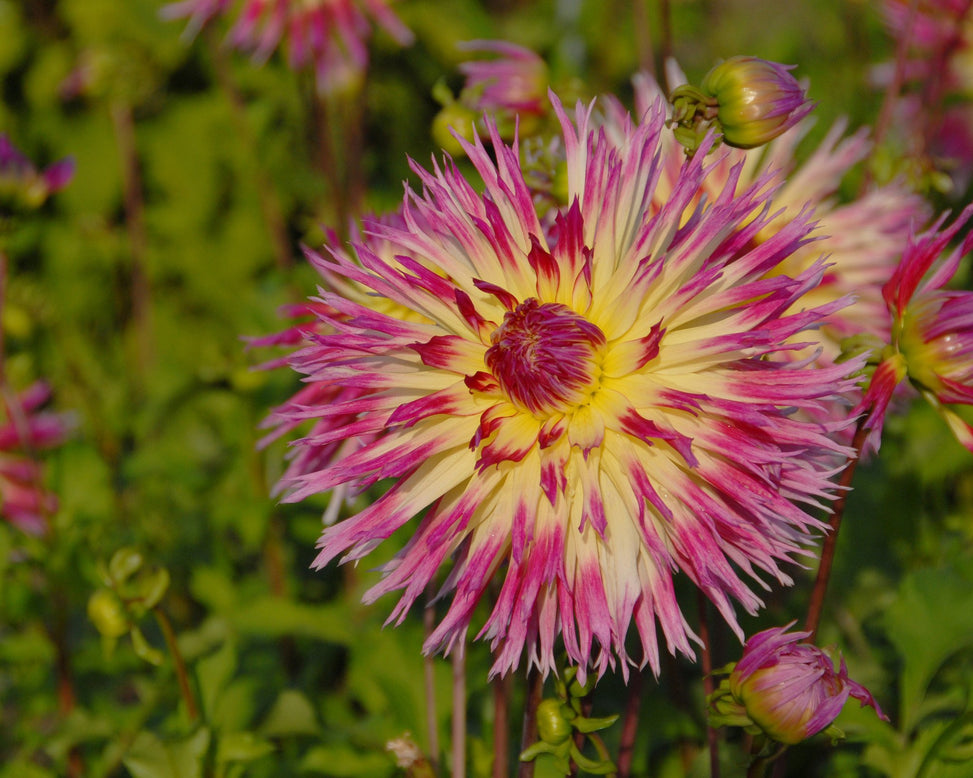 Dahlia 'Lindsay Michelle'