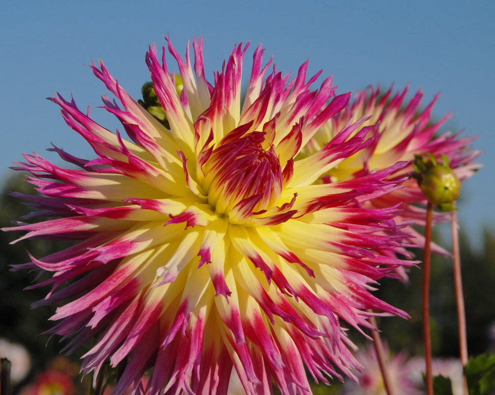 Dahlia 'Lindsay Michelle'