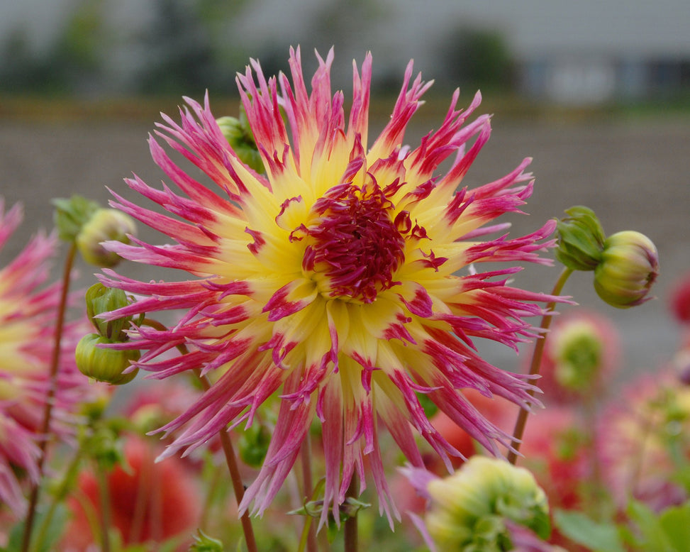 Dahlia 'Lindsay Michelle'