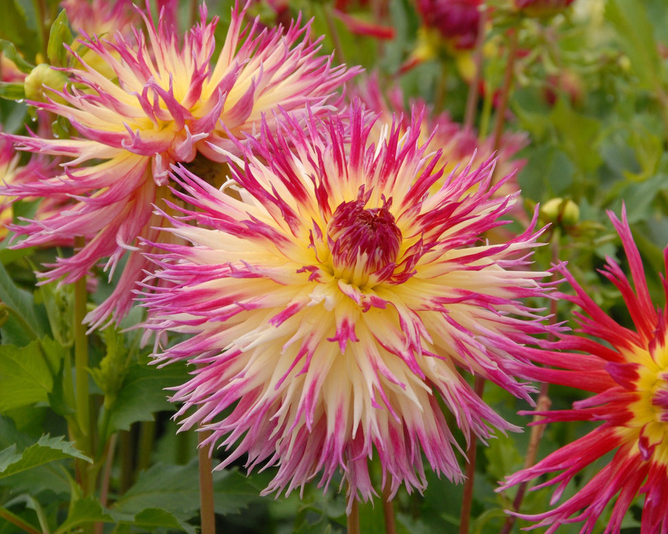 Dahlia 'Lindsay Michelle'