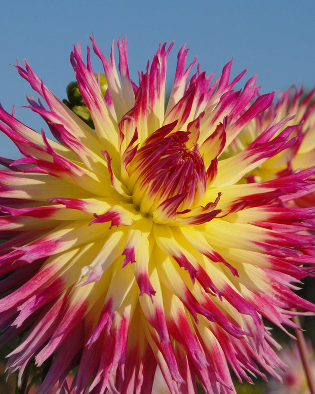 Dahlia 'Lindsay Michelle'