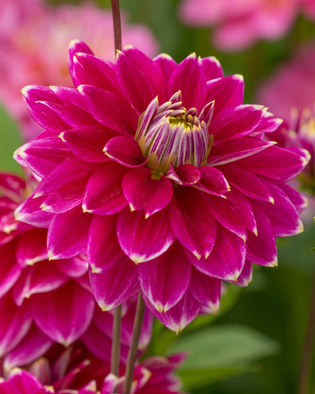 Dahlia 'Maldini'