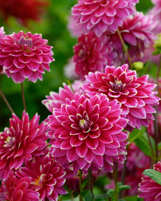 Dahlia 'Maldini'