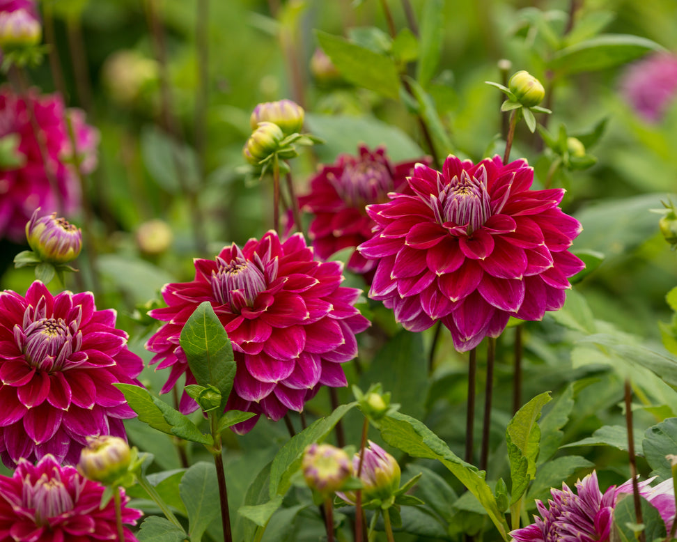 Dahlia 'Maldini'