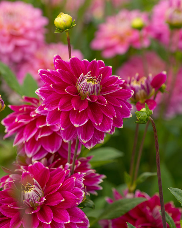 Dahlia 'Maldini'