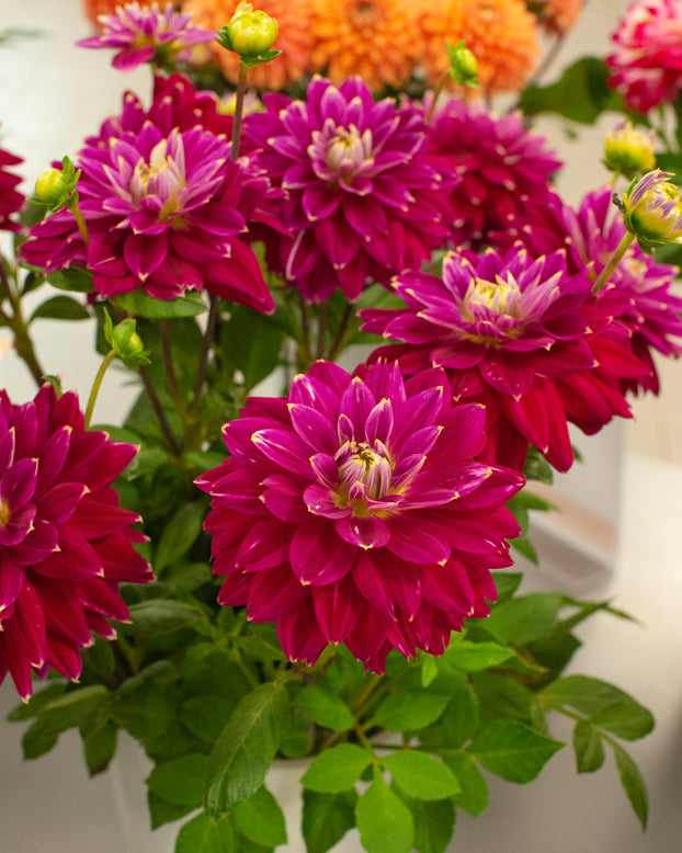 Dahlia 'Maldini'