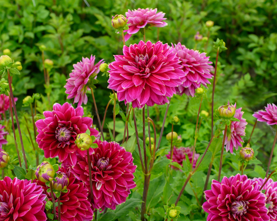 Dahlia 'Maldini'