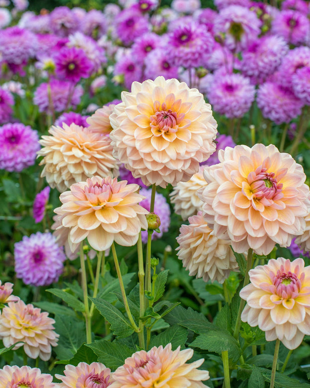 Dahlia 'Maya'
