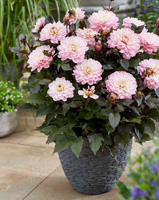 Dahlia 'Melody Harmony'