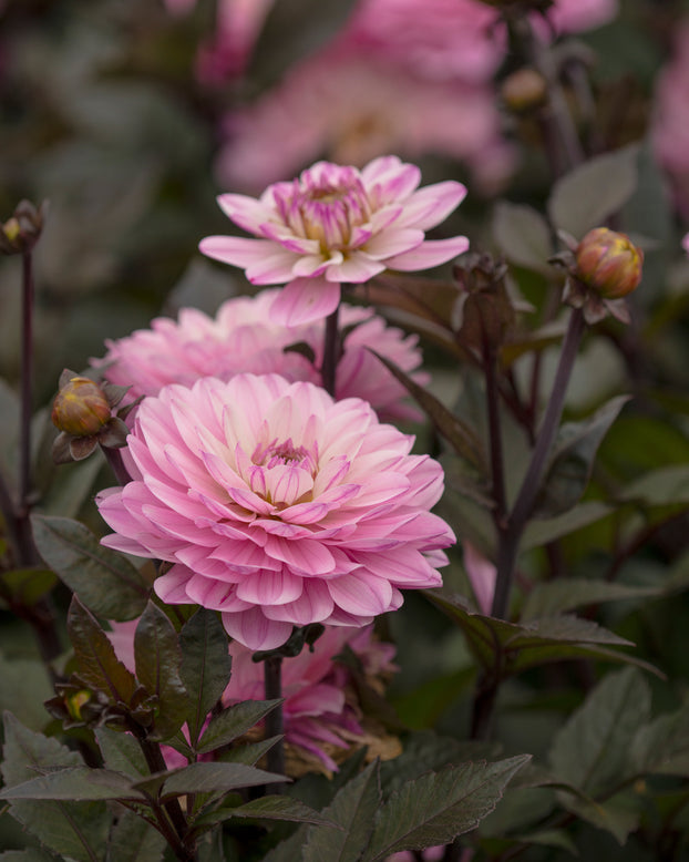 Dahlia 'Melody Harmony'