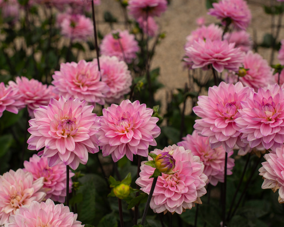 Dahlia 'Melody Harmony'
