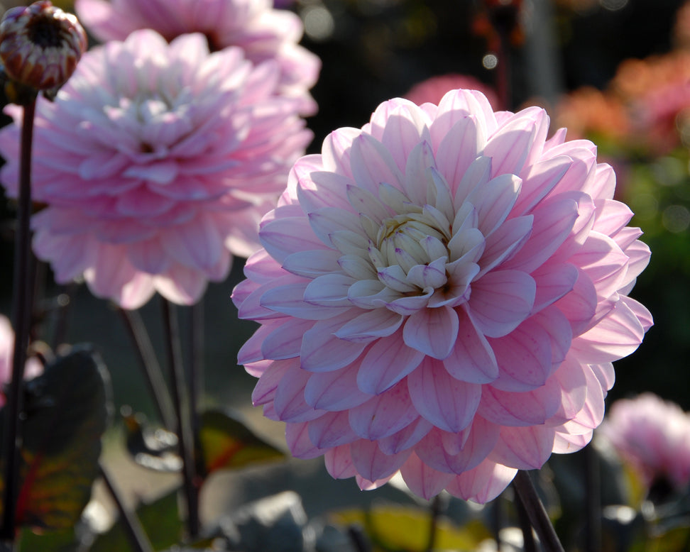 Dahlia 'Melody Harmony'