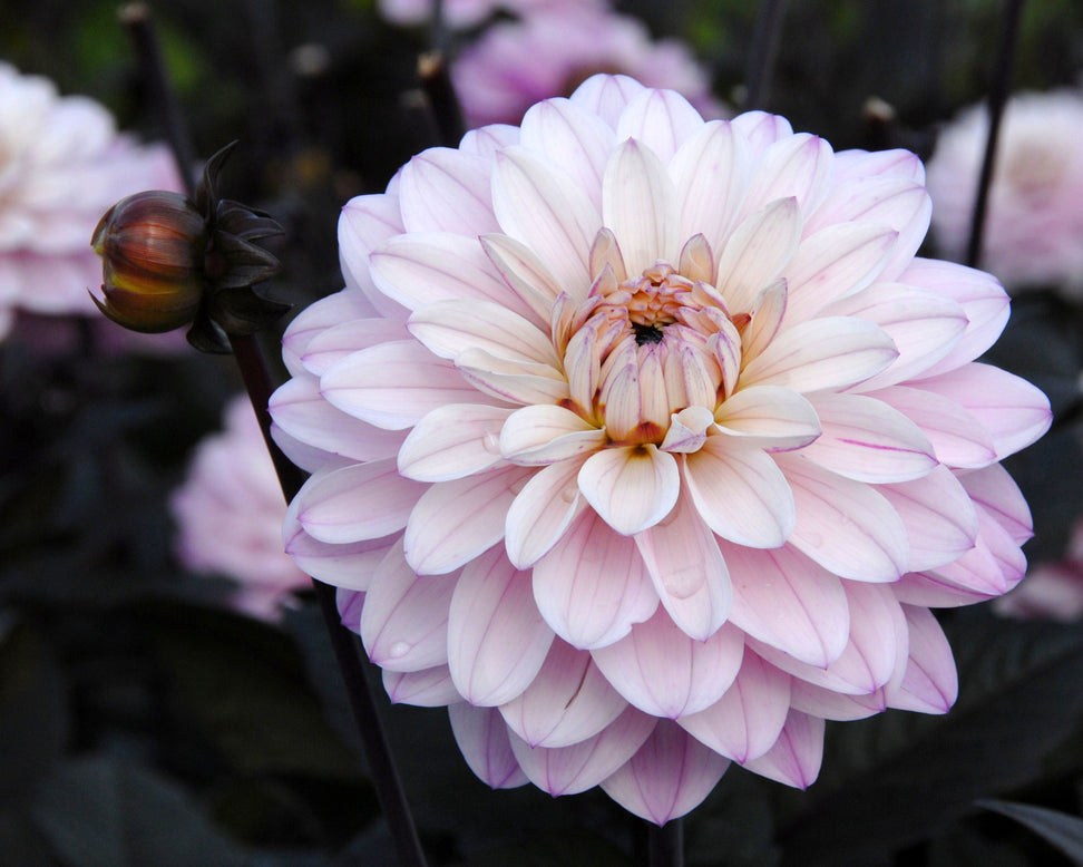 Dahlia 'Melody Harmony'