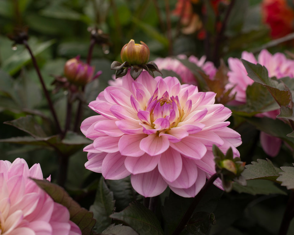 Dahlia 'Melody Harmony'
