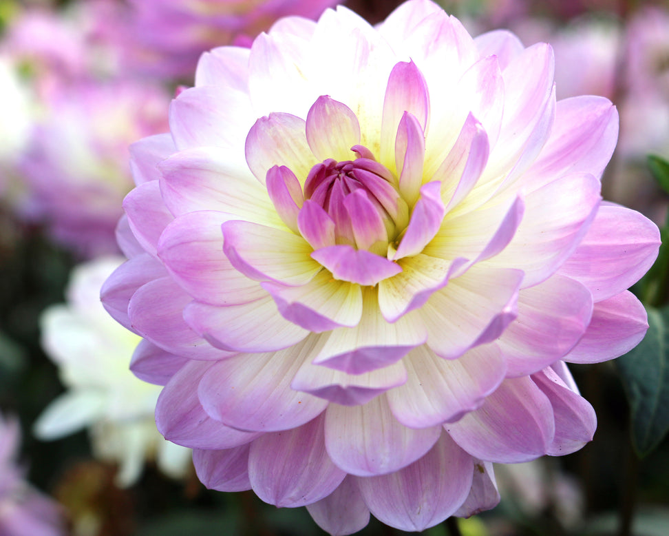 Dahlia 'Melody Harmony'
