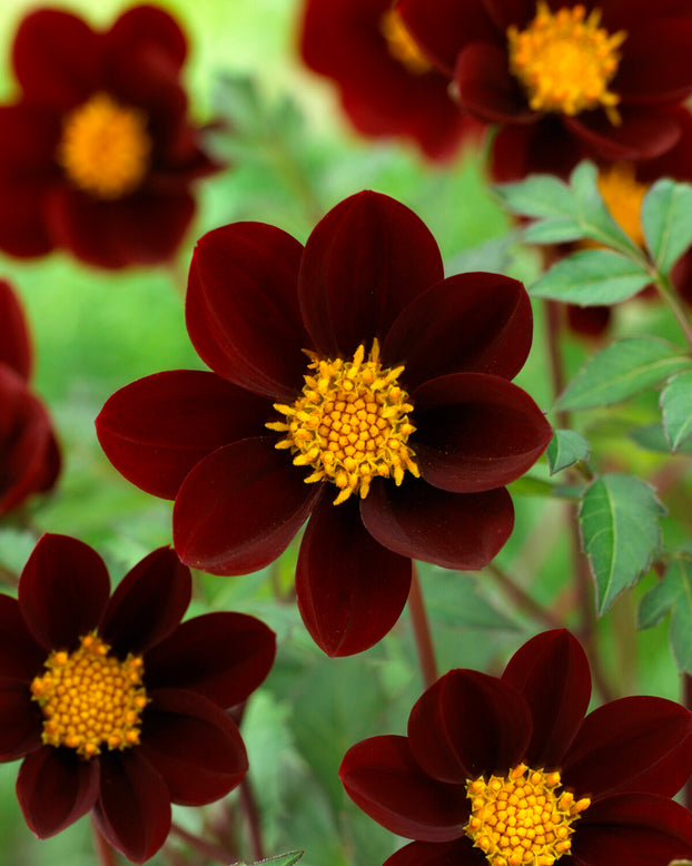 Dahlia 'Mexican Star'