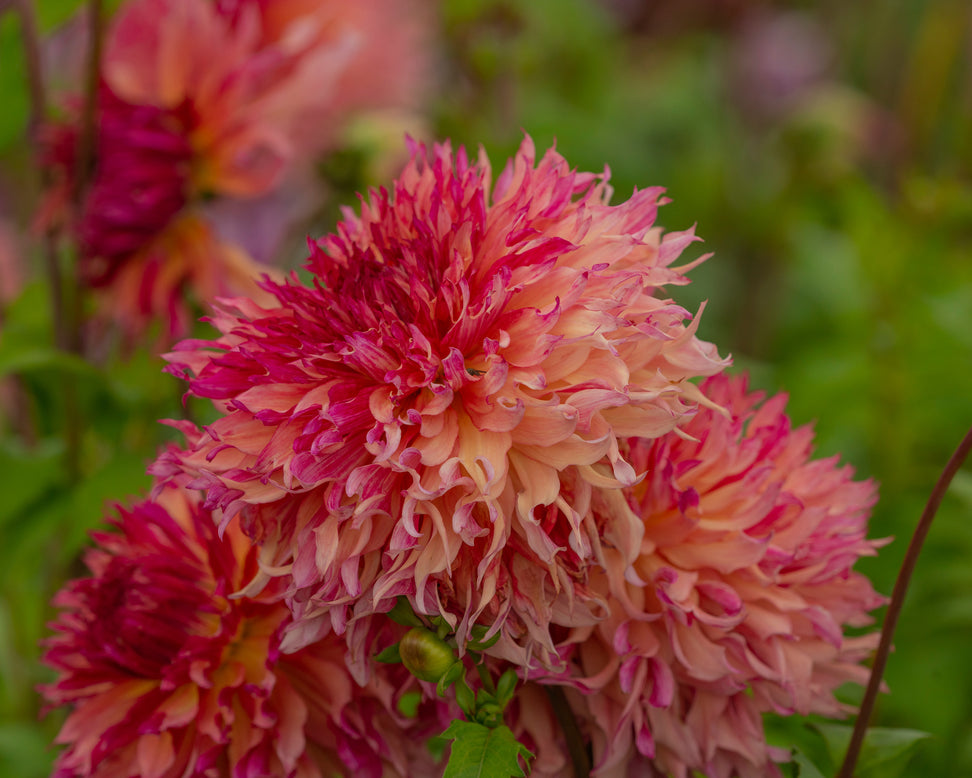 Dahlia 'Myrtle's Folly'