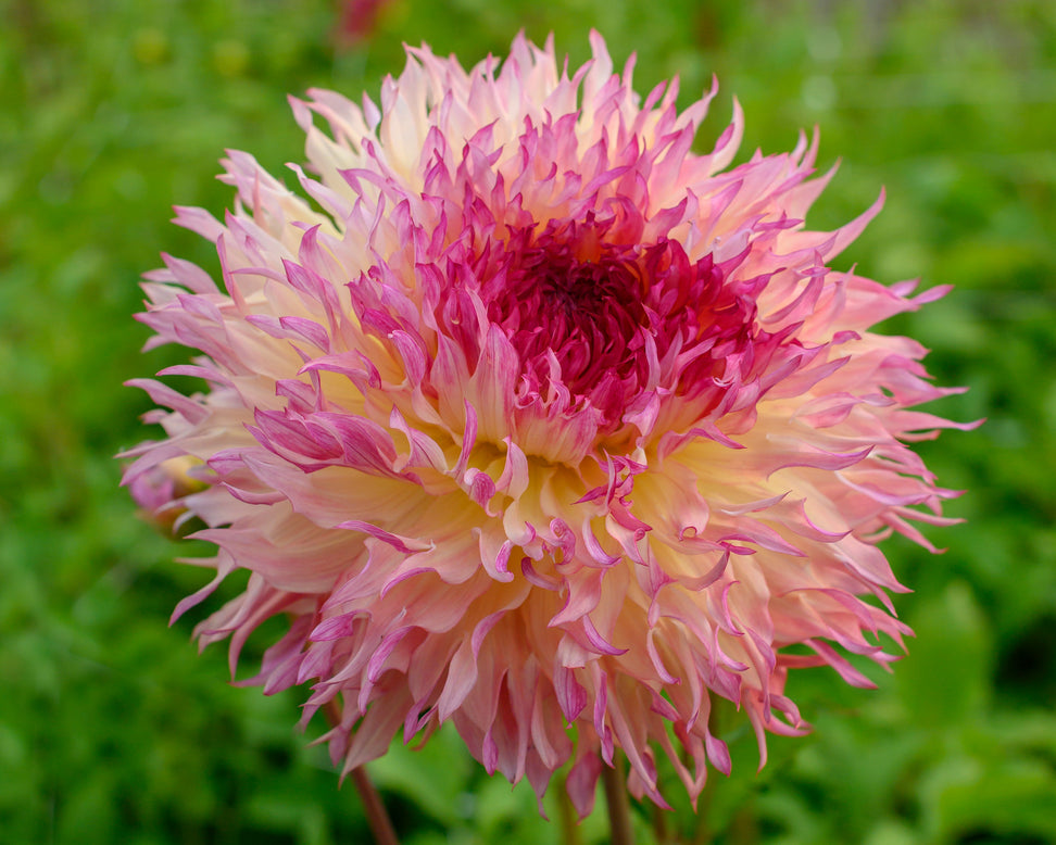 Dahlia 'Myrtle's Folly'