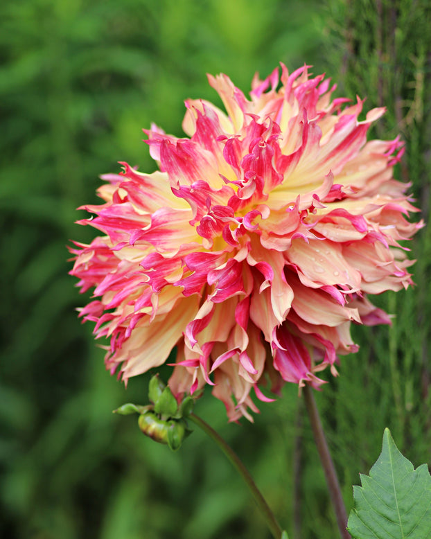 Dahlia 'Myrtle's Folly'