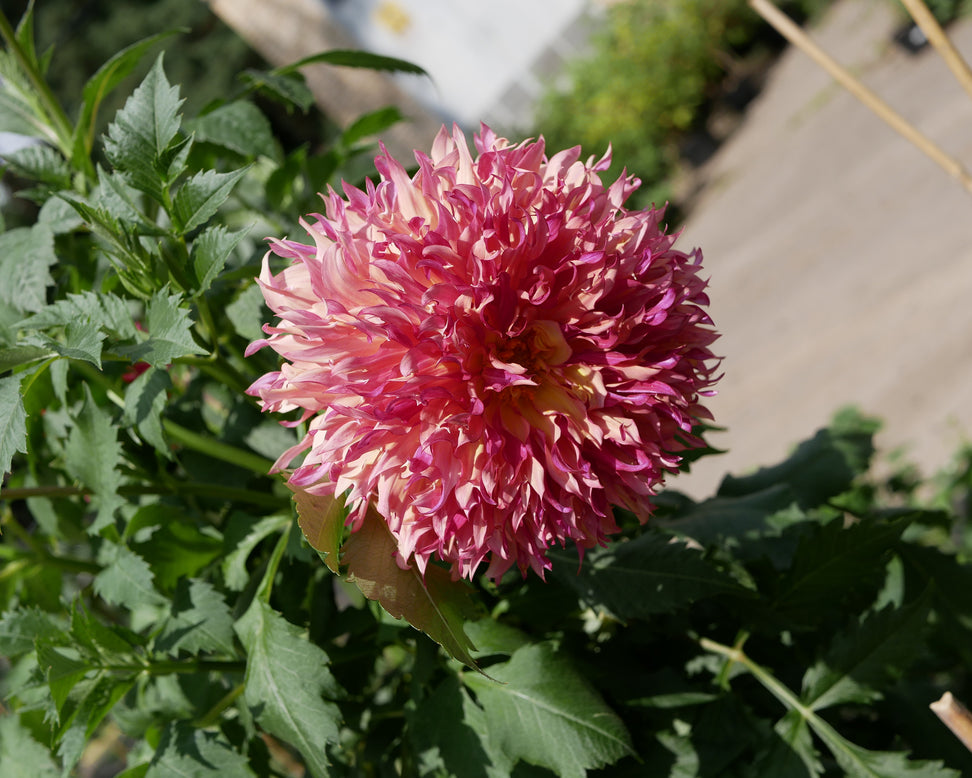 Dahlia 'Myrtle's Folly'