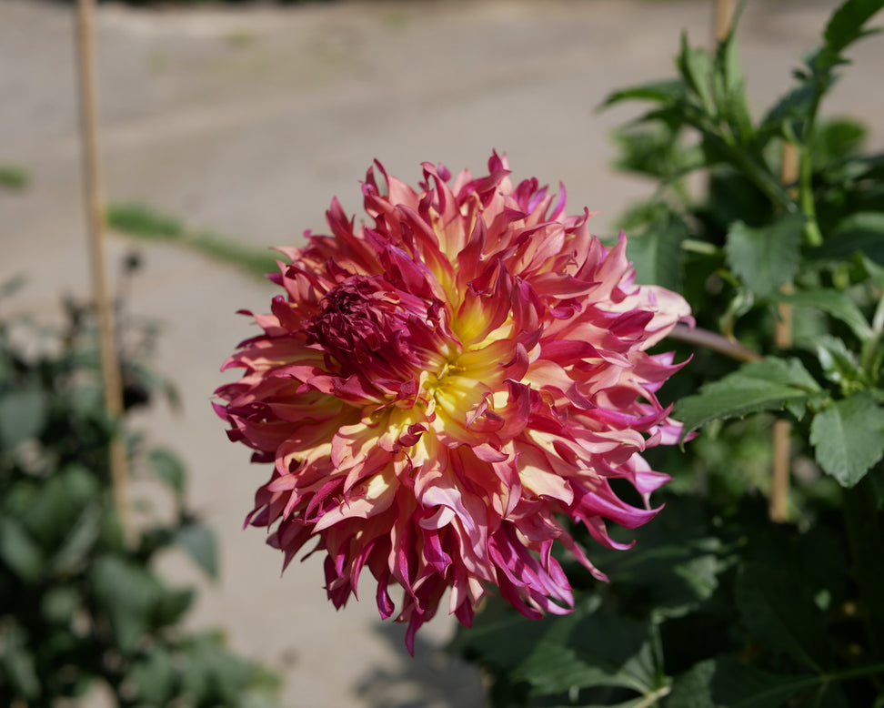 Dahlia 'Myrtle's Folly'