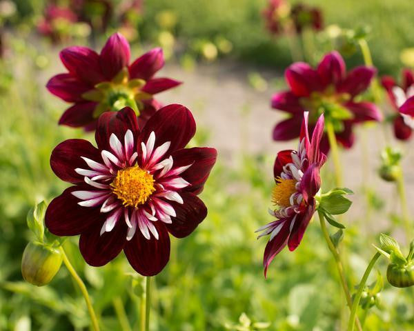 Dahlia collection 'Pret à Collarette'