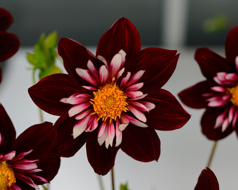 Dahlia 'Night Butterfly'