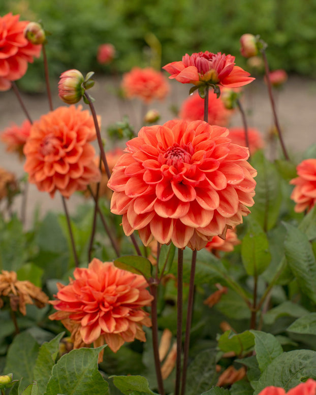 Dahlia 'Orange Nugget'