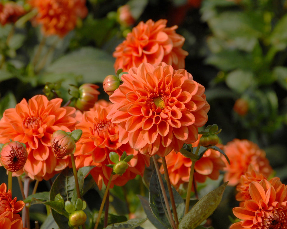 Dahlia 'Orange Nugget'
