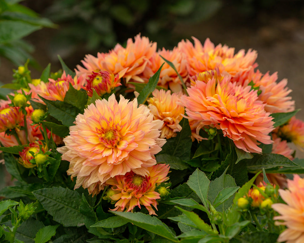 Dahlia 'Pablo'