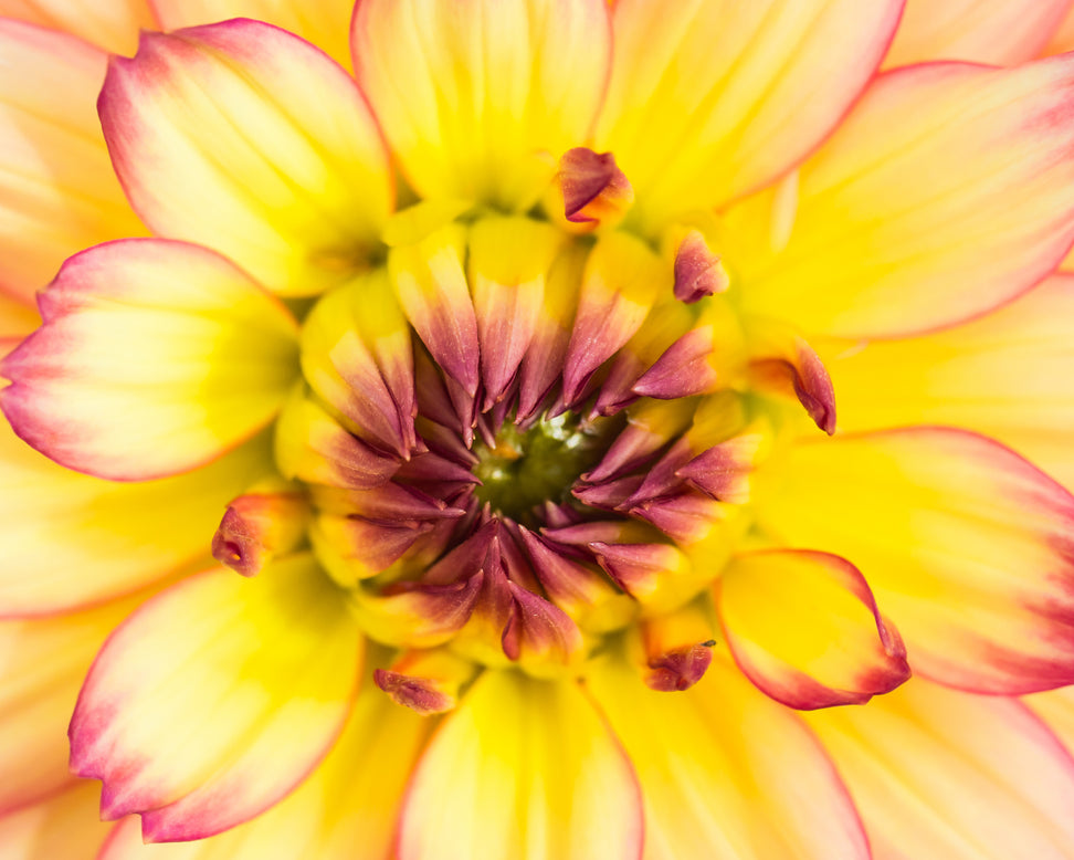 Dahlia 'Pablo'