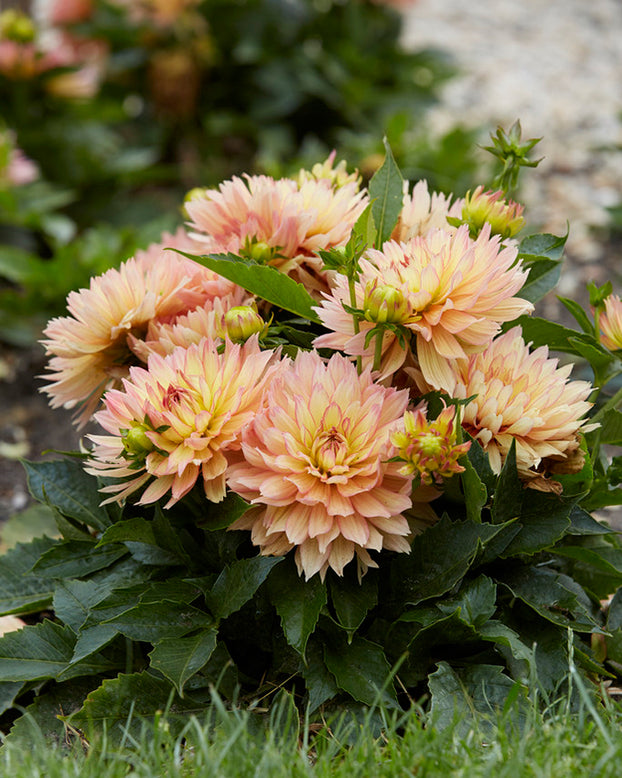Dahlia 'Pablo'
