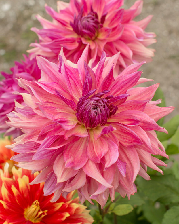 Dahlia 'Penhill Dark Monarch'